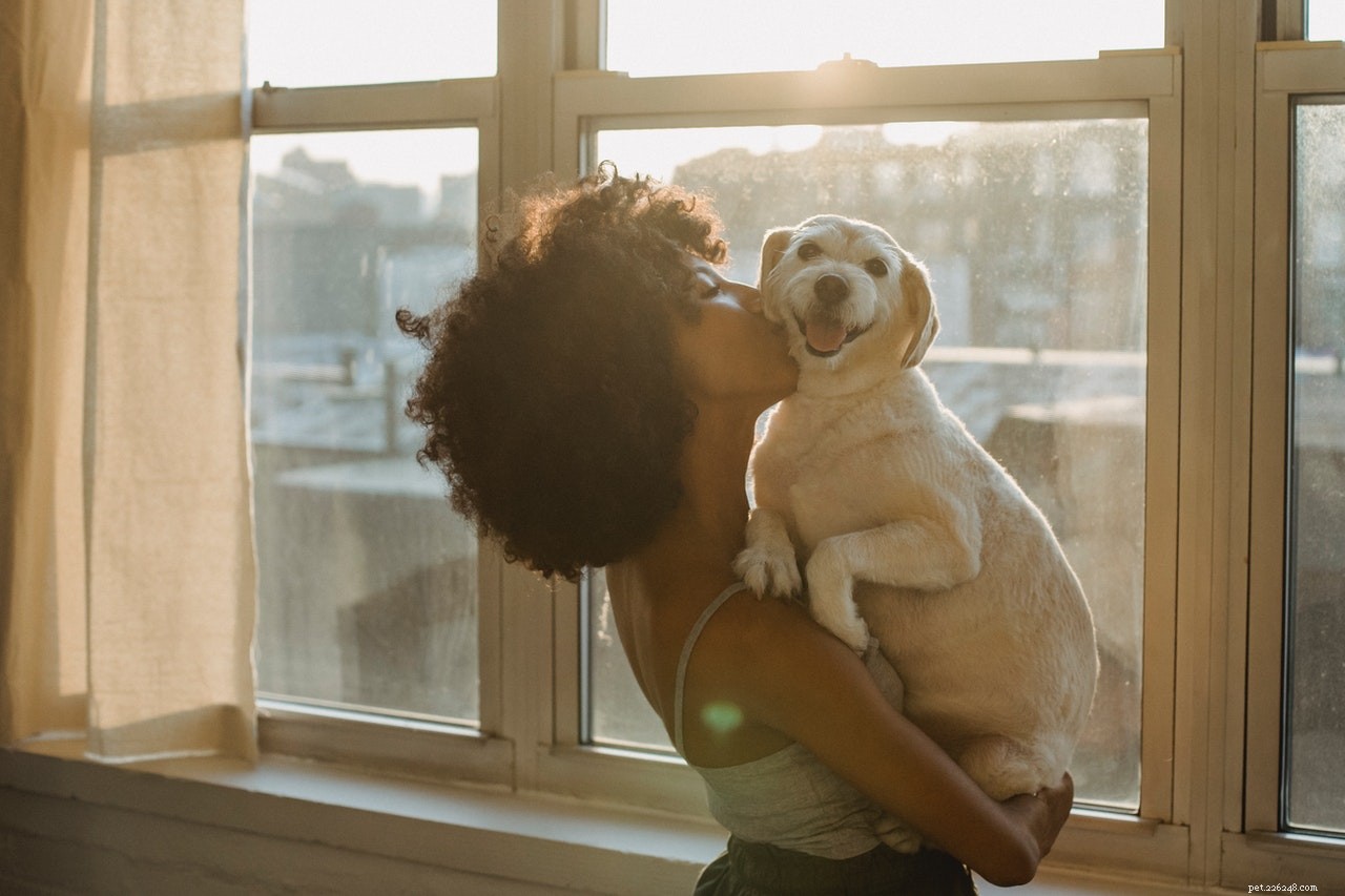 Dog s Persistent Wound: How to Diagnose, Treat, and When to Seek Vet Care