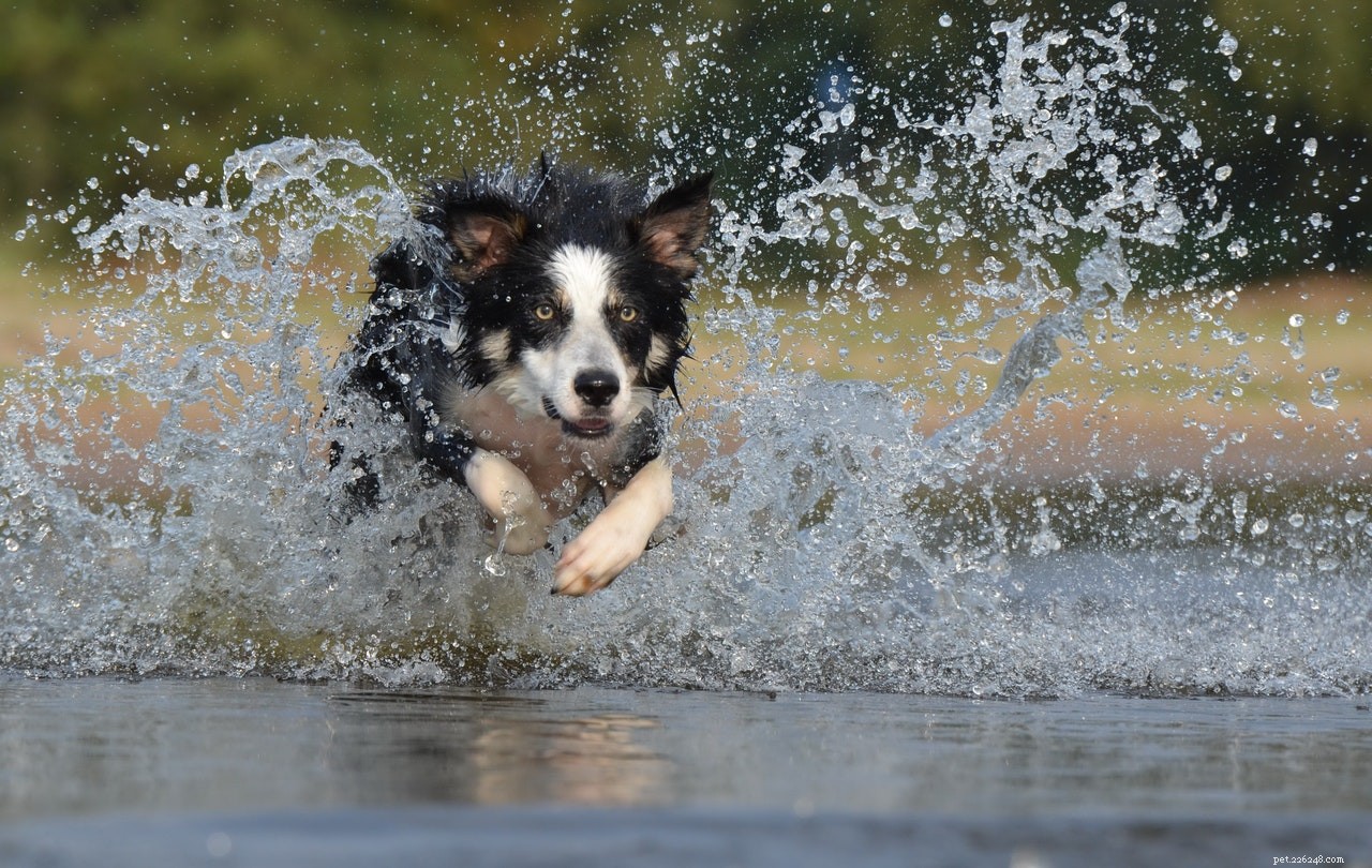 Dog s Persistent Wound: How to Diagnose, Treat, and When to Seek Vet Care