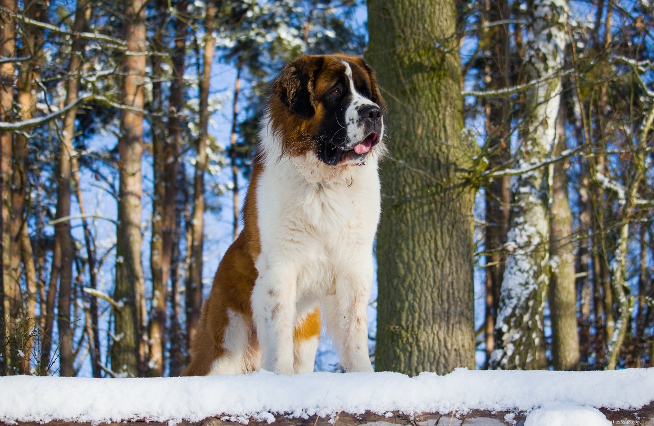 Top Pet‑Friendly Products to Soothe, Nourish, and Protect Your Dog’s Skin