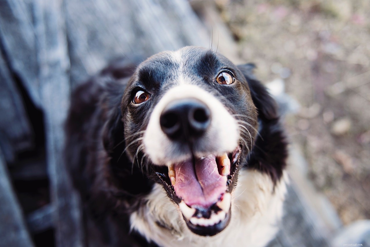 Top Pet‑Friendly Products to Soothe, Nourish, and Protect Your Dog’s Skin