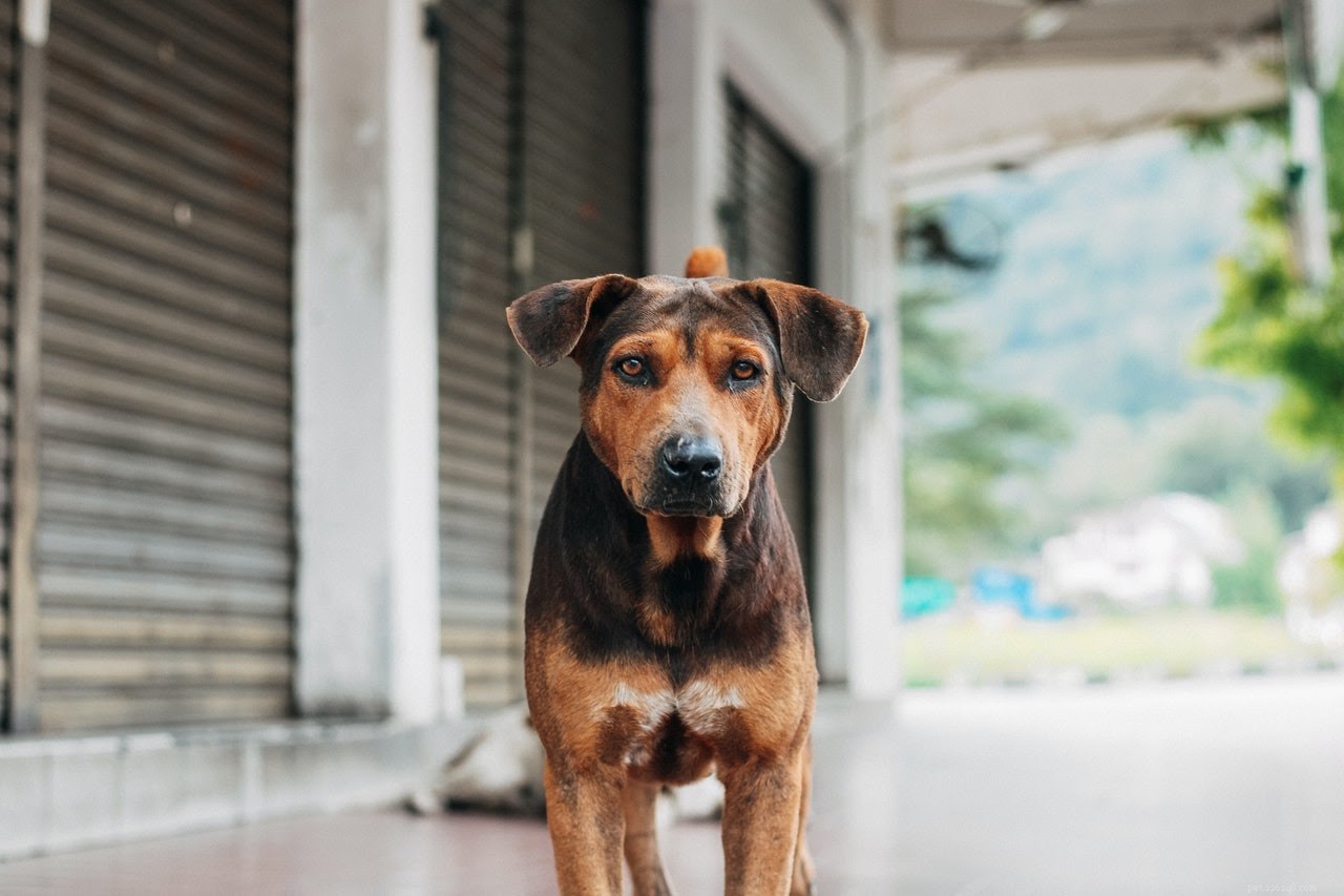 What to Do If Your Dog’s Open Sore Won’t Heal: A Vet’s Guide