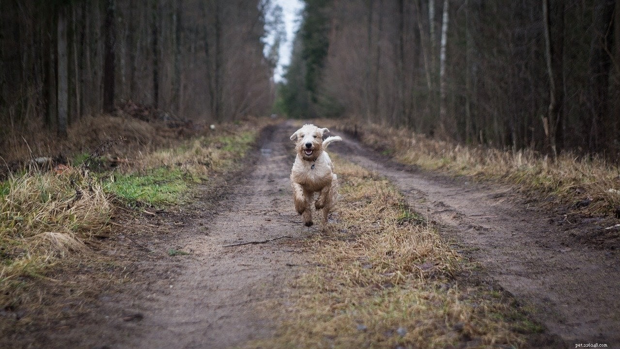 What to Do If Your Dog’s Open Sore Won’t Heal: A Vet’s Guide