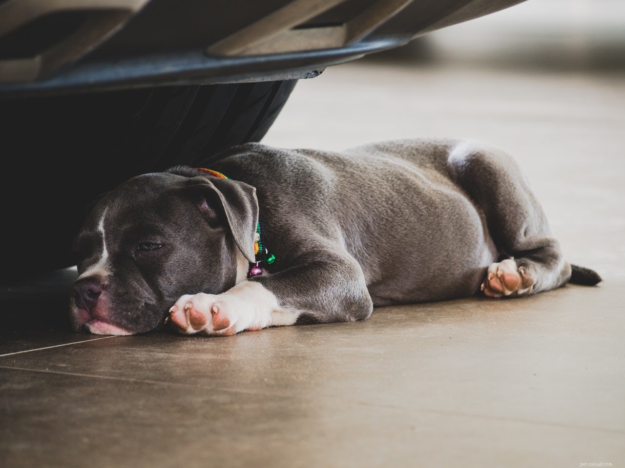 What to Do If Your Dog’s Open Sore Won’t Heal: A Vet’s Guide