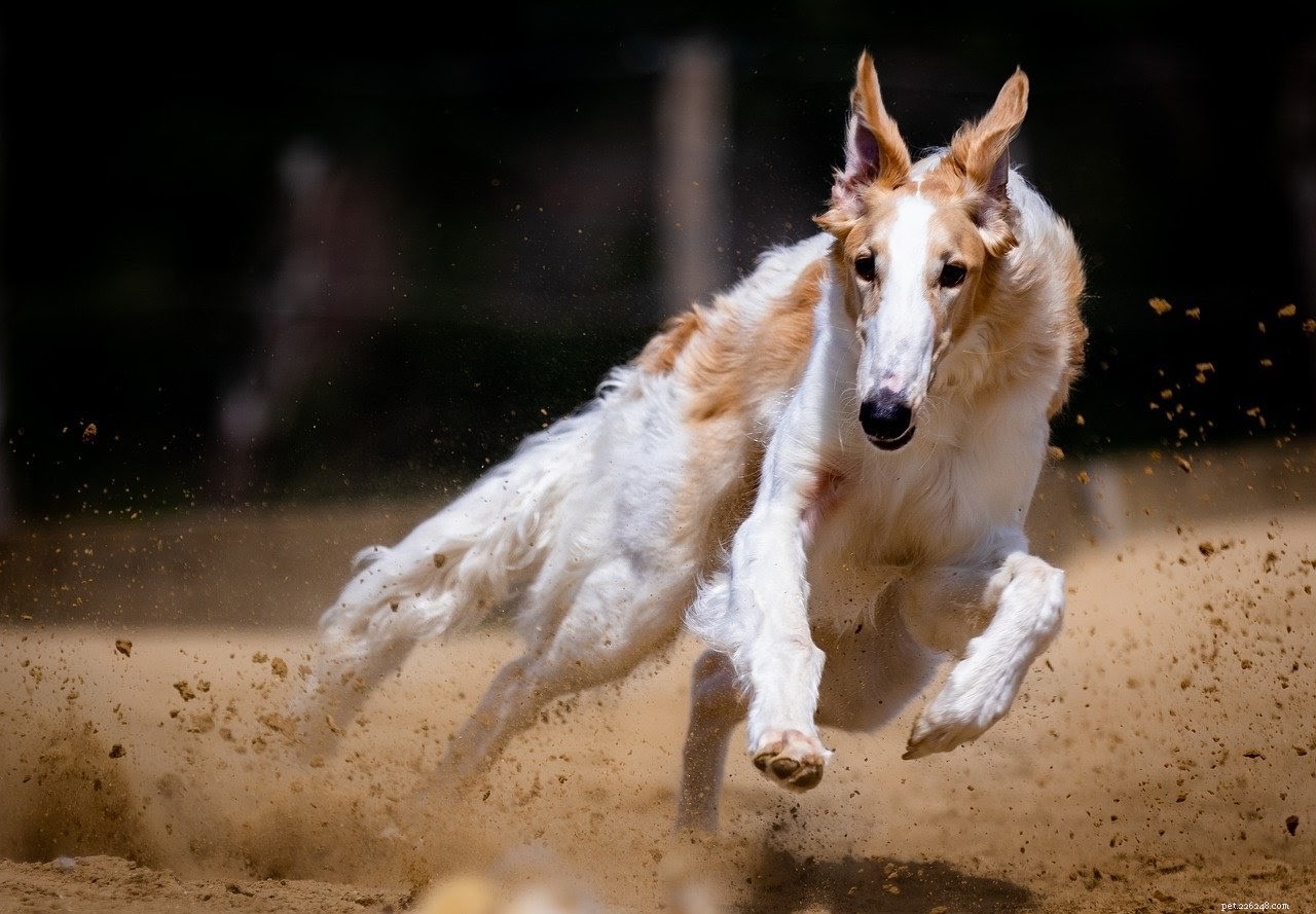 Essential Life‑Saving Products for Two‑Dog Homes