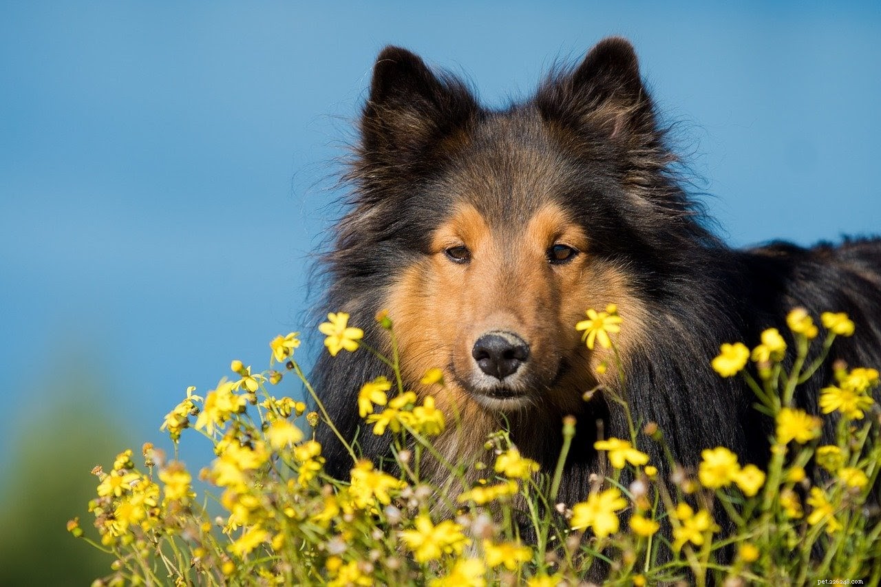 Essential Life‑Saving Products for Two‑Dog Homes