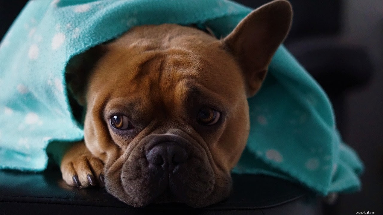 Essential Life‑Saving Products for Two‑Dog Homes