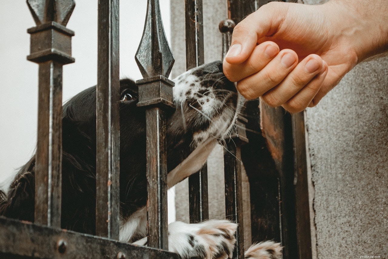 Essential Life‑Saving Products for Two‑Dog Homes