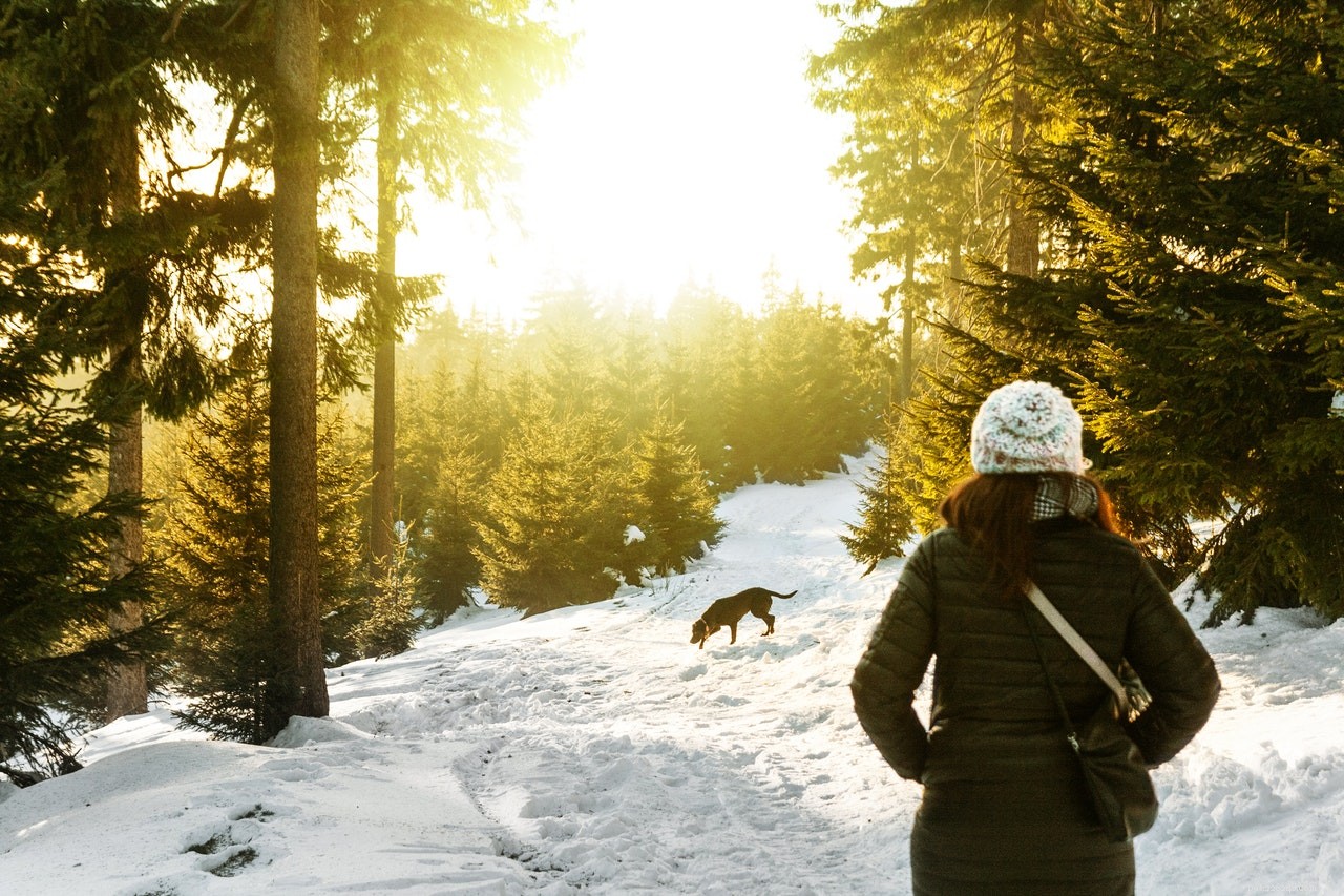 Top 6 Winter Essentials Every Dog Needs for Warm, Safe Walks