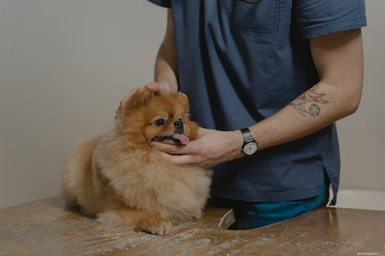 Recognizing and Treating an Infected Dog Cut: Expert Guidance