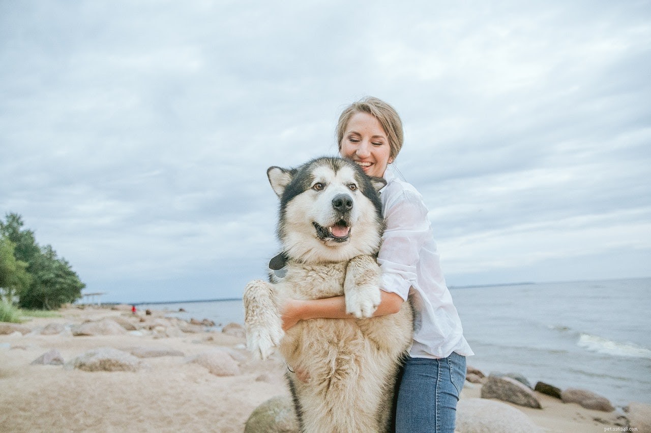 Top 6 Natural Antiseptics to Heal Dog Wounds Quickly