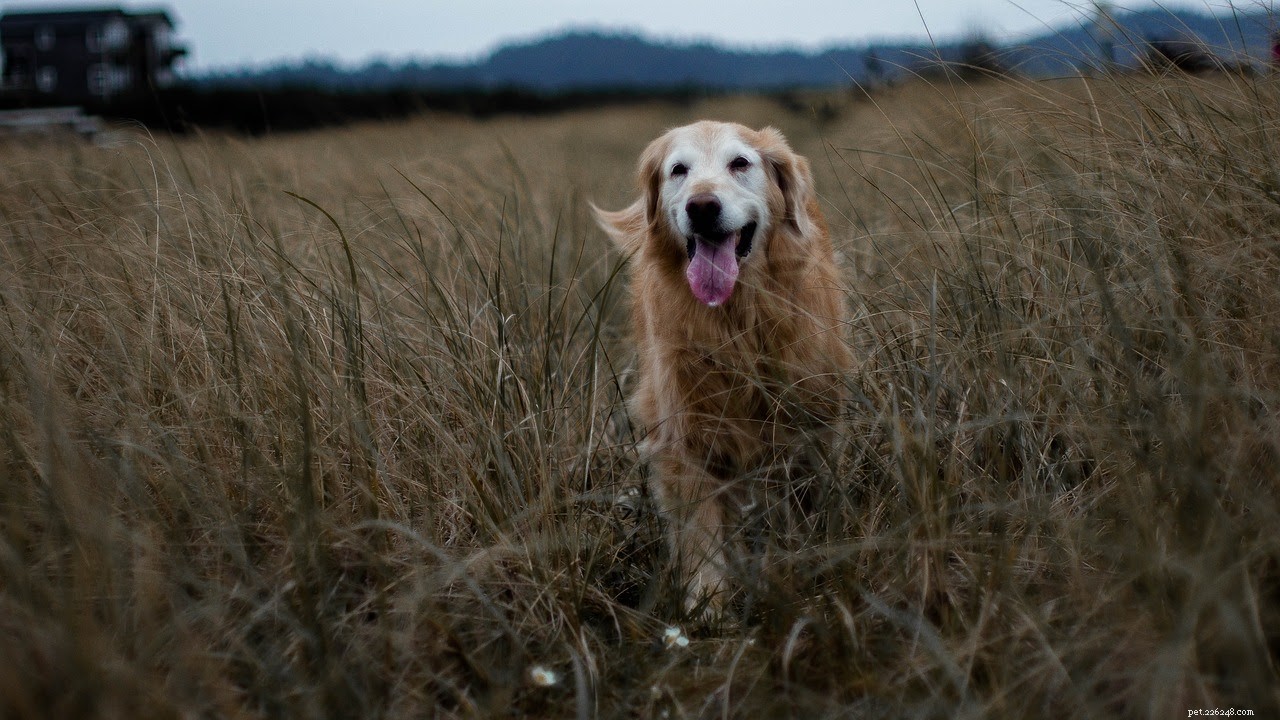 Top 6 Natural Antiseptics to Heal Dog Wounds Quickly