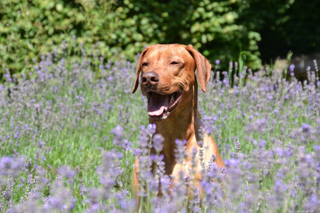 Top 6 Natural Antiseptics to Heal Dog Wounds Quickly