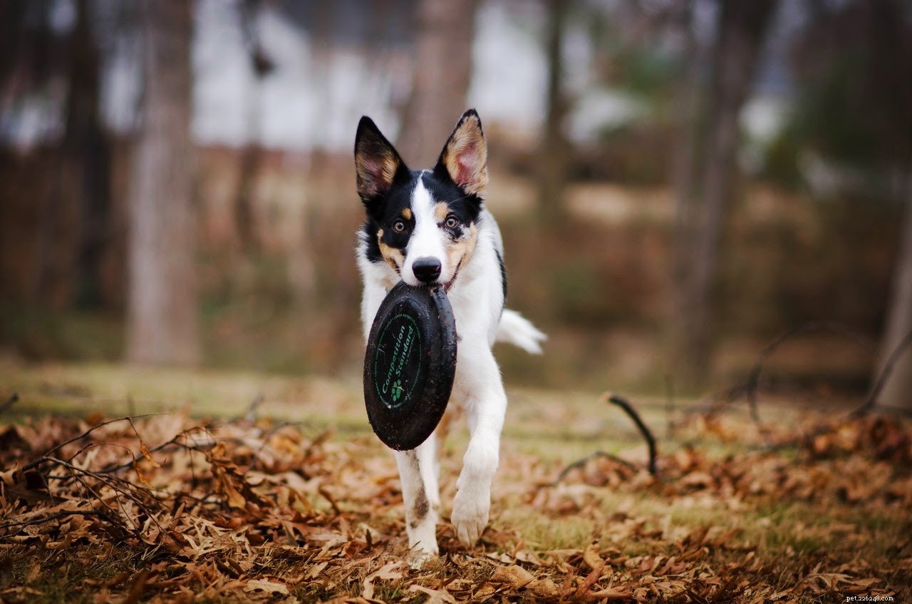 Top 6 Natural Antiseptics to Heal Dog Wounds Quickly
