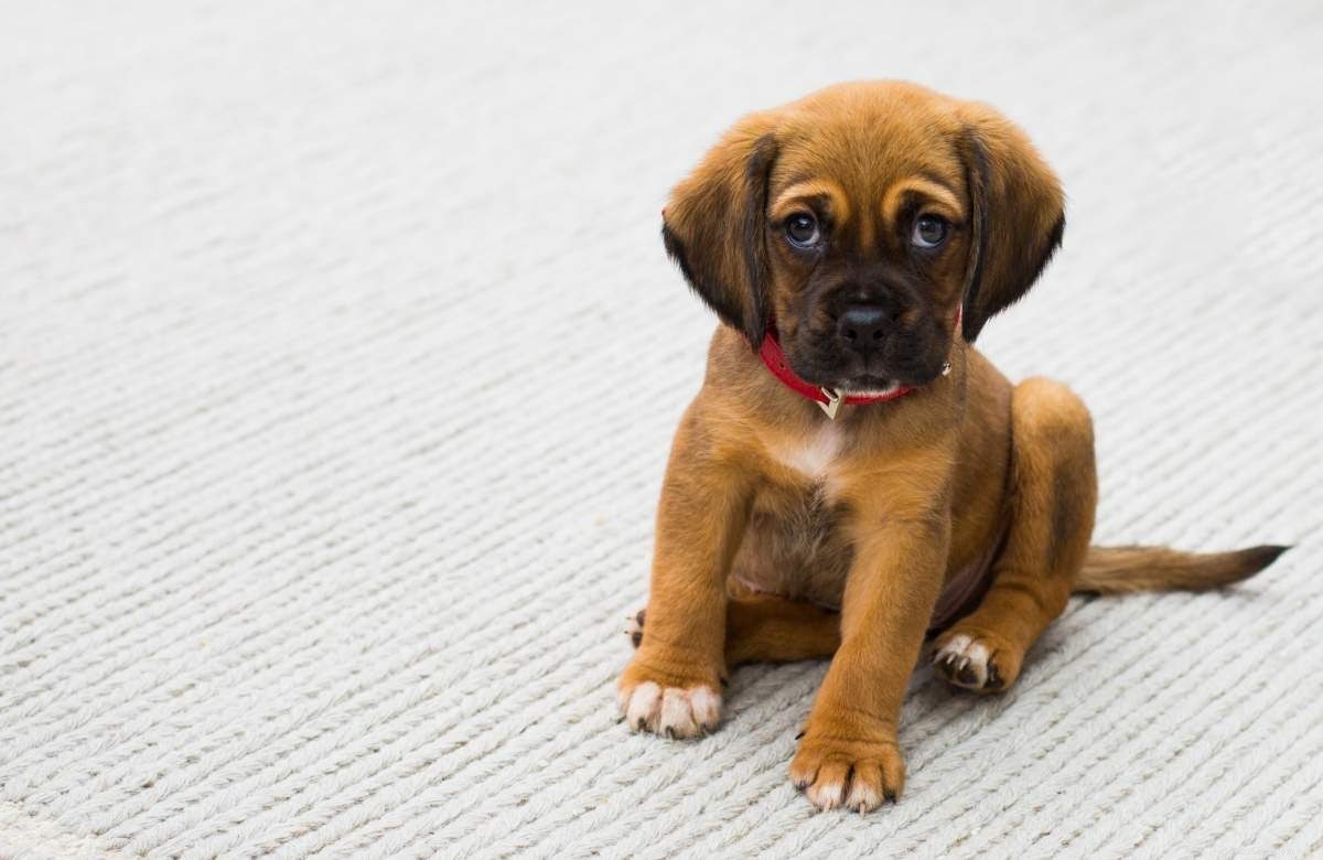 Quick Home Care for Dog Wounds: Effective Healing Tips & Products