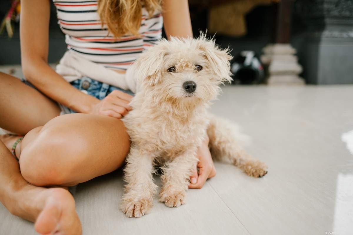 Quick Home Care for Dog Wounds: Effective Healing Tips & Products