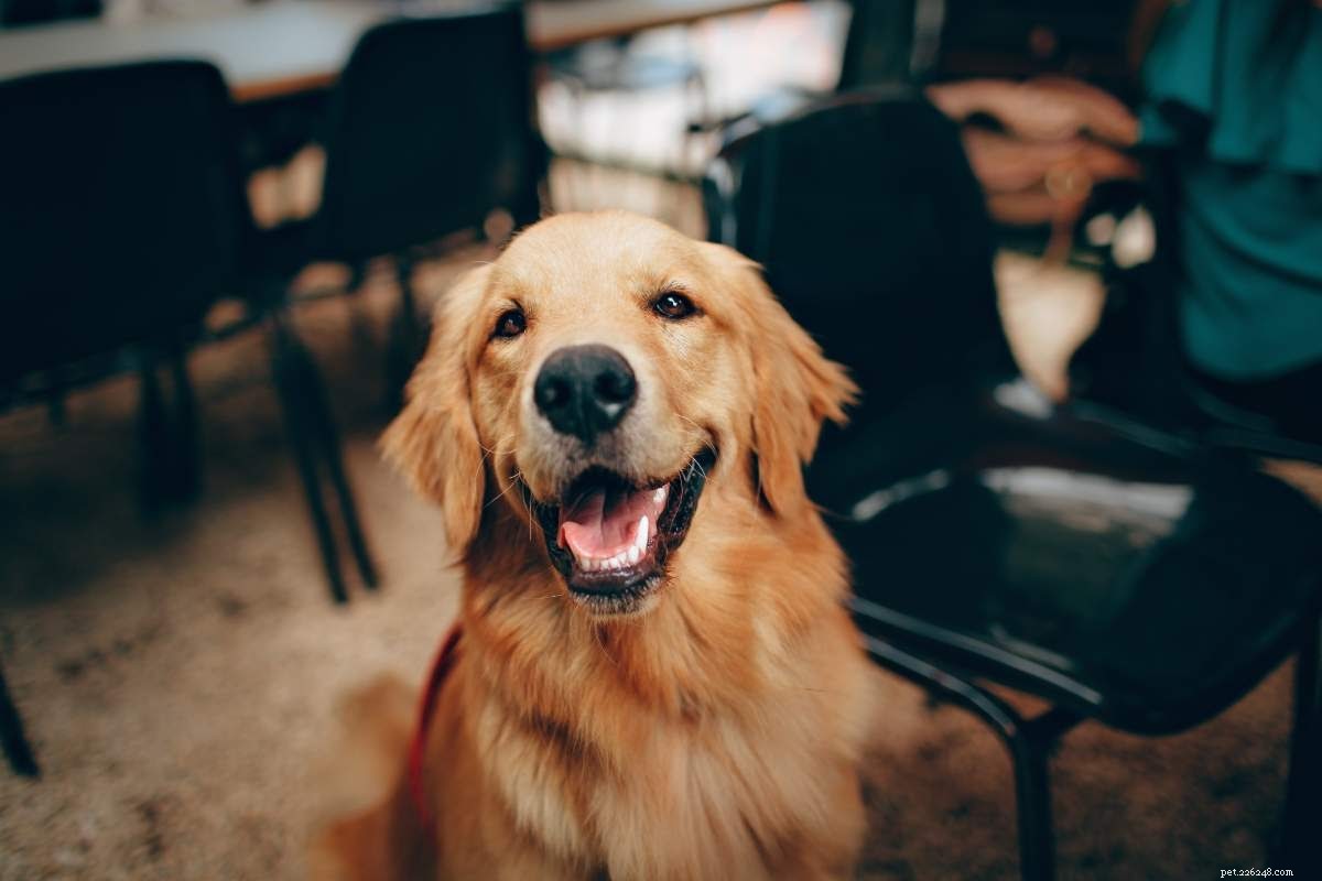 Recognizing and Treating Common Fungal Infections in Dogs: A Pet Owner s Guide