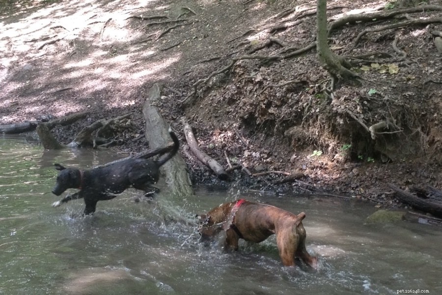 Explore Pittsburgh s Top Dog-Friendly Parks & Activities
