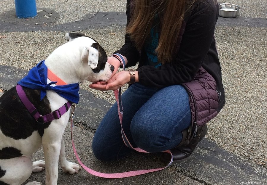 Explore Pittsburgh s Top Dog-Friendly Parks & Activities