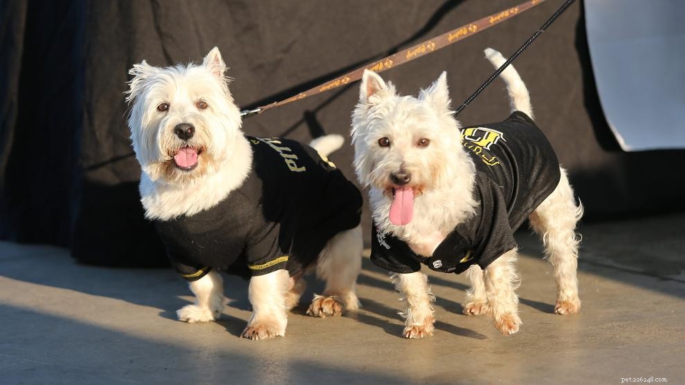 Explore Pittsburgh s Top Dog-Friendly Parks & Activities