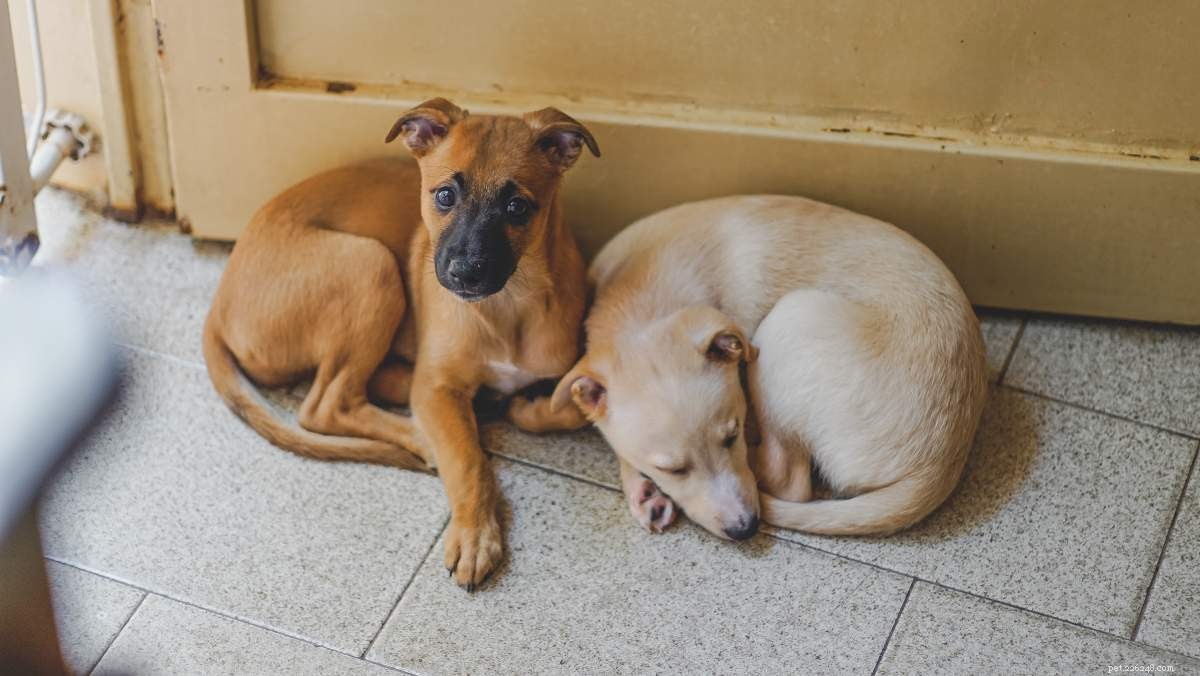 Comprehensive Guide to Mycotic Infections in Pets: Causes, Symptoms, and Treatment