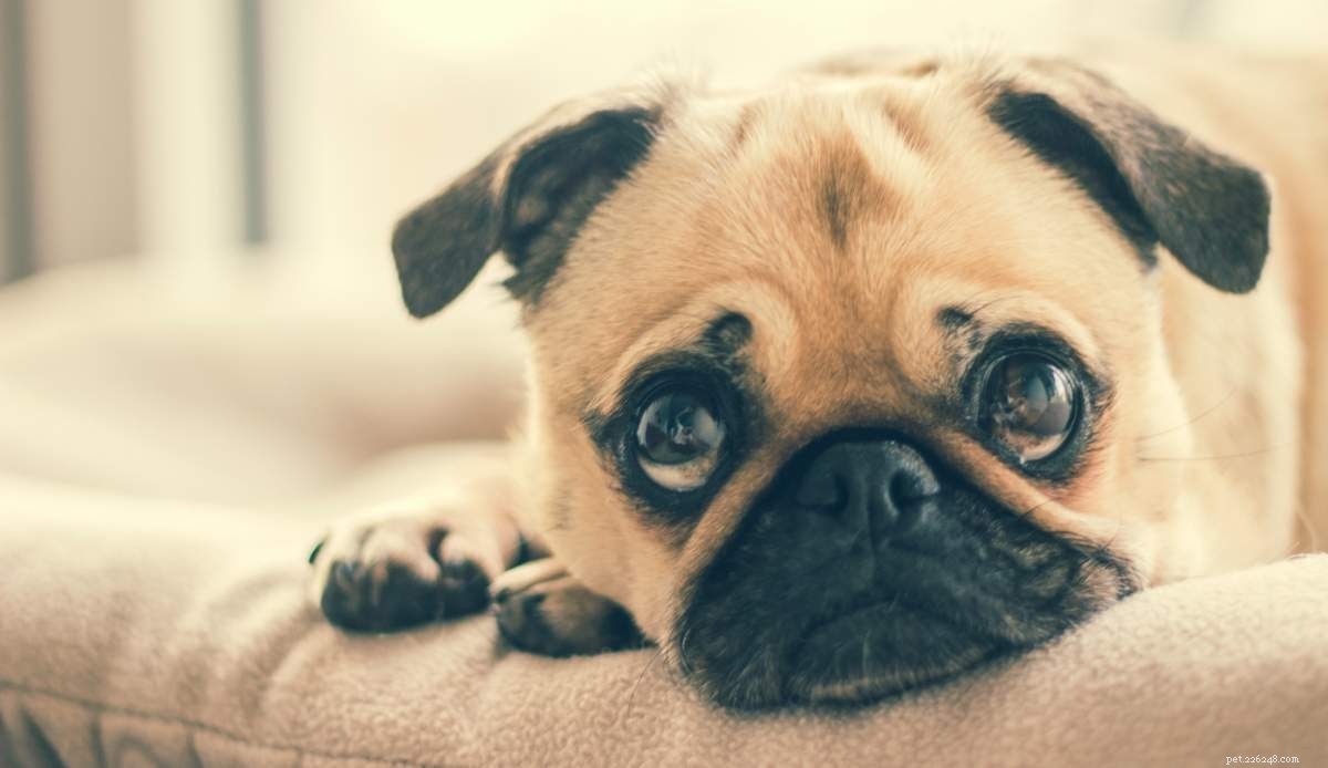 Comprehensive Guide to Mycotic Infections in Pets: Causes, Symptoms, and Treatment