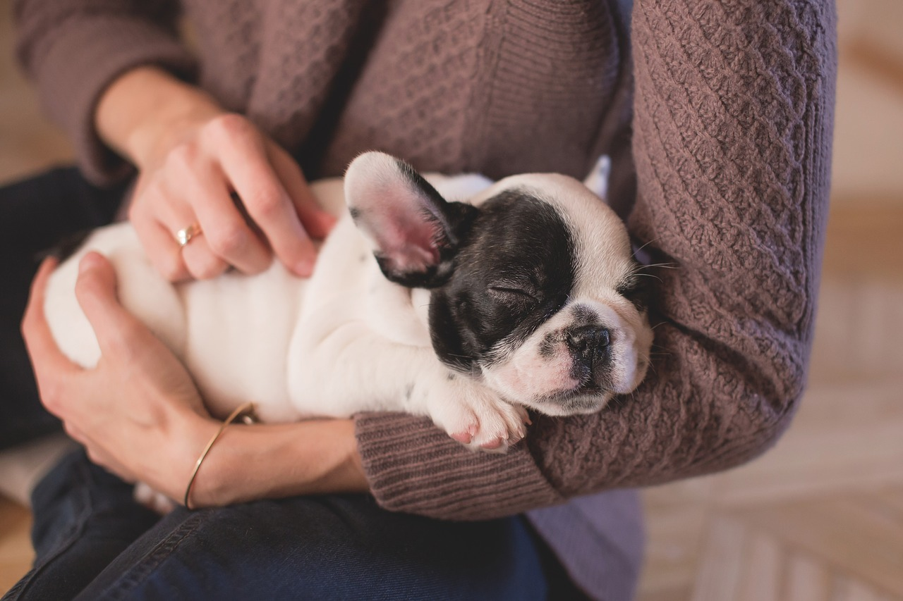 Top 6 Signs Your Dog’s Wound May Be Infected—What Owners Must Watch For