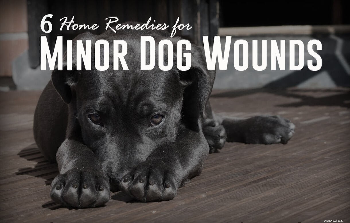 6 Effective Home Remedies to Treat Minor Dog Wounds Quickly