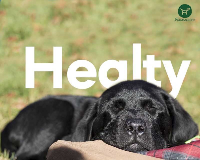 6 Effective Home Remedies to Treat Minor Dog Wounds Quickly