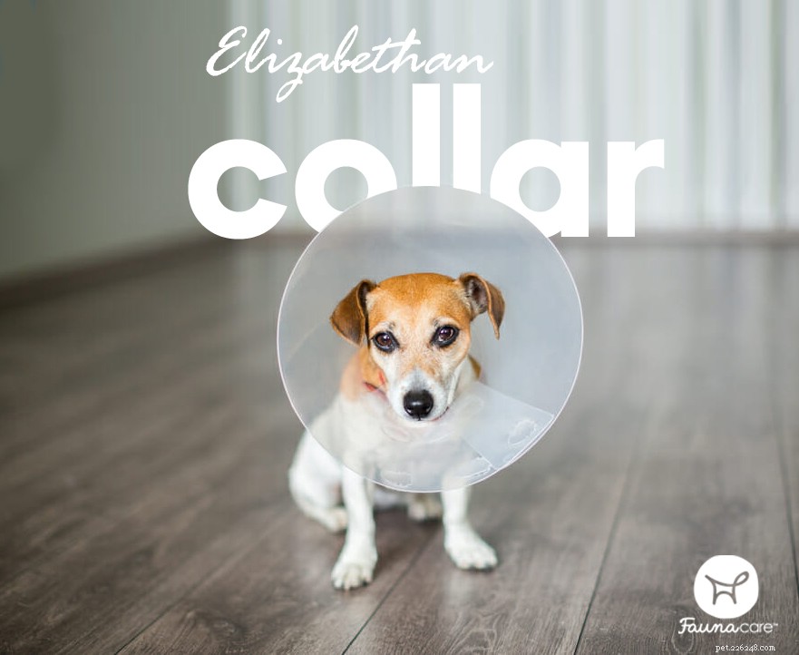 6 Effective Home Remedies to Treat Minor Dog Wounds Quickly