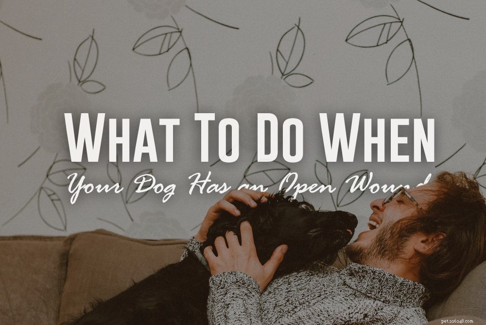 How to Care for Your Dog’s Open Wound: Immediate Steps & Tips