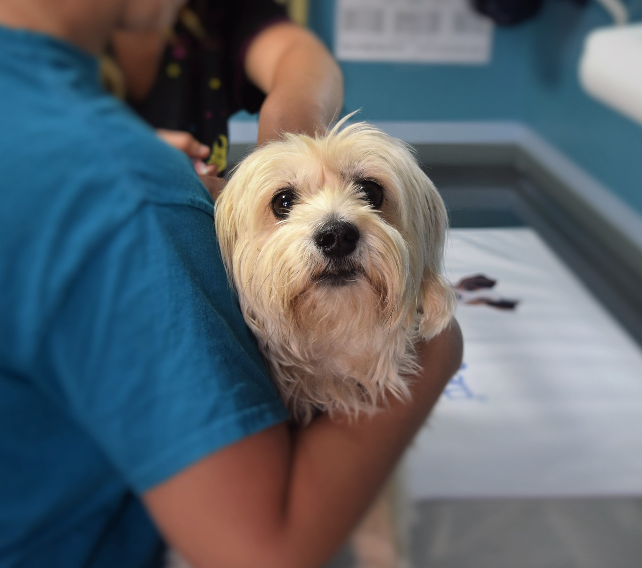 How to Care for Your Dog’s Open Wound: Immediate Steps & Tips