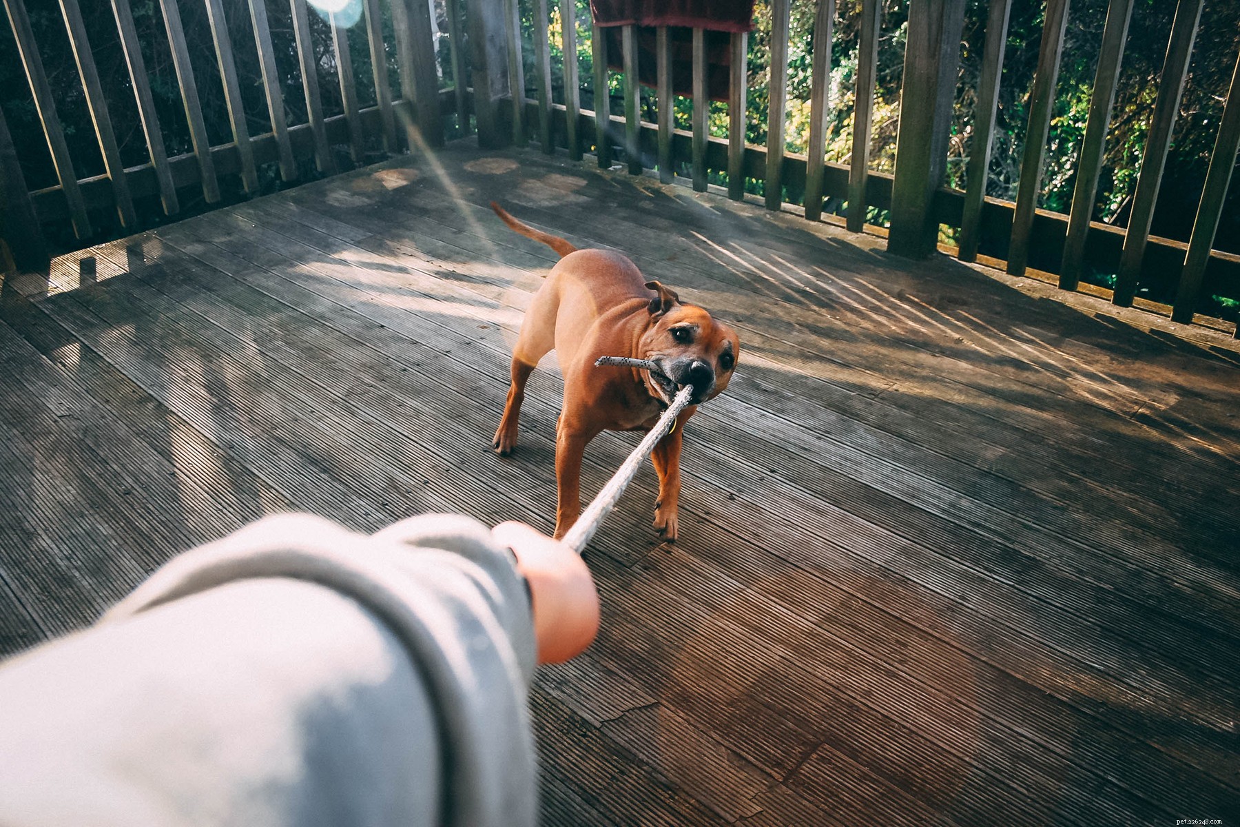 How to Care for Your Dog’s Open Wound: Immediate Steps & Tips