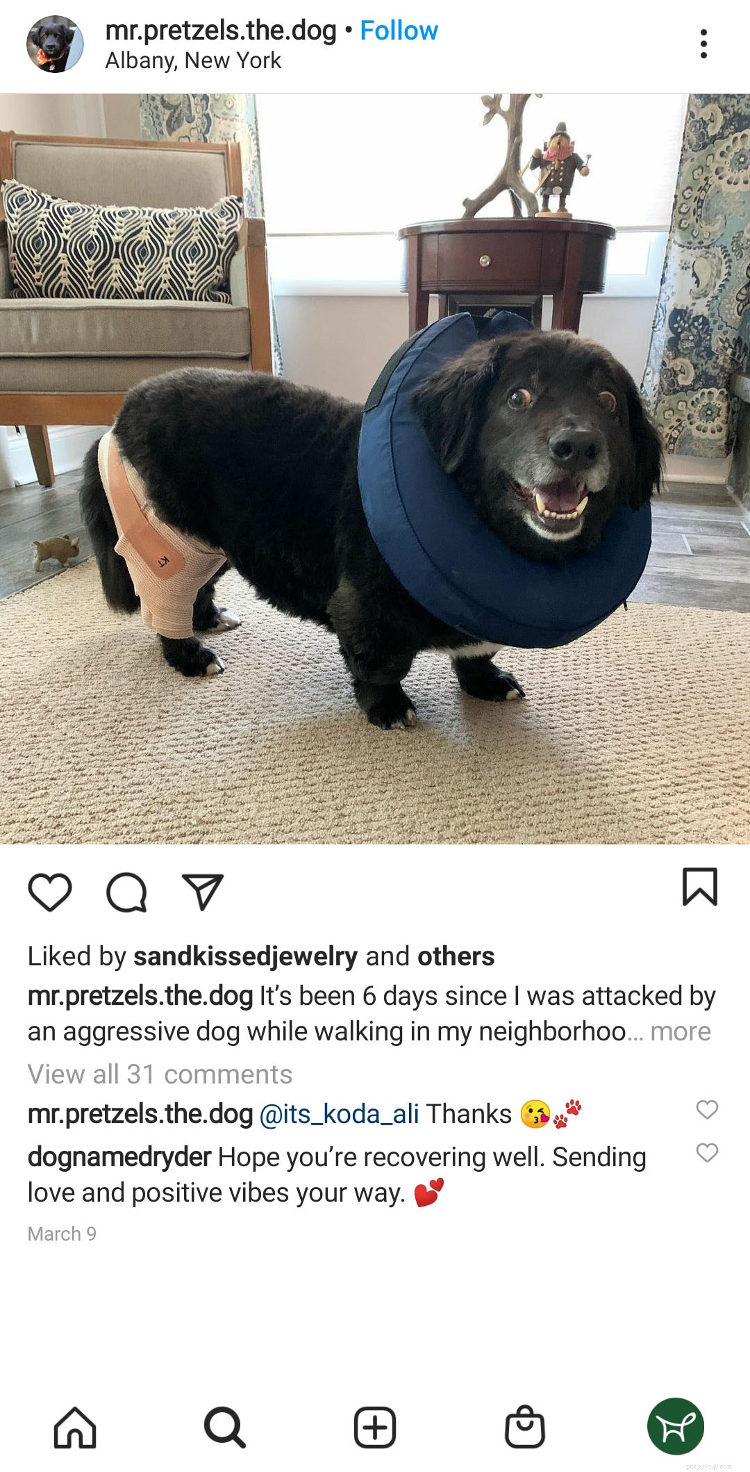 How to Care for Your Dog’s Open Wound: Immediate Steps & Tips
