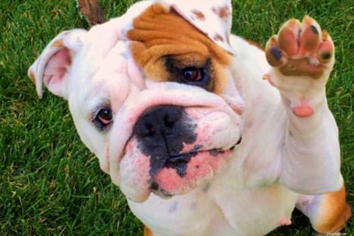 Dog Paw Care: Preventing and Treating Common Injuries and Infections