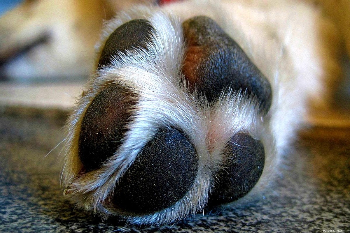 Dog Paw Care: Preventing and Treating Common Injuries and Infections