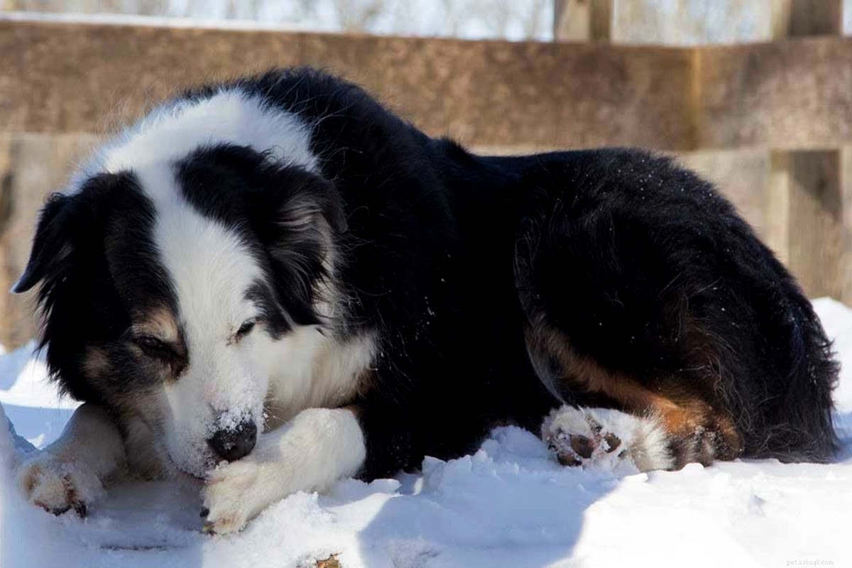 Dog Paw Care: Preventing and Treating Common Injuries and Infections