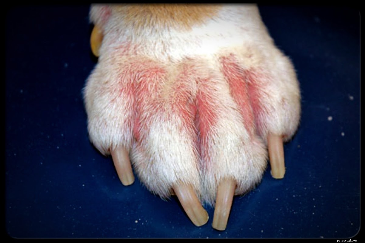 Dog Paw Care: Preventing and Treating Common Injuries and Infections