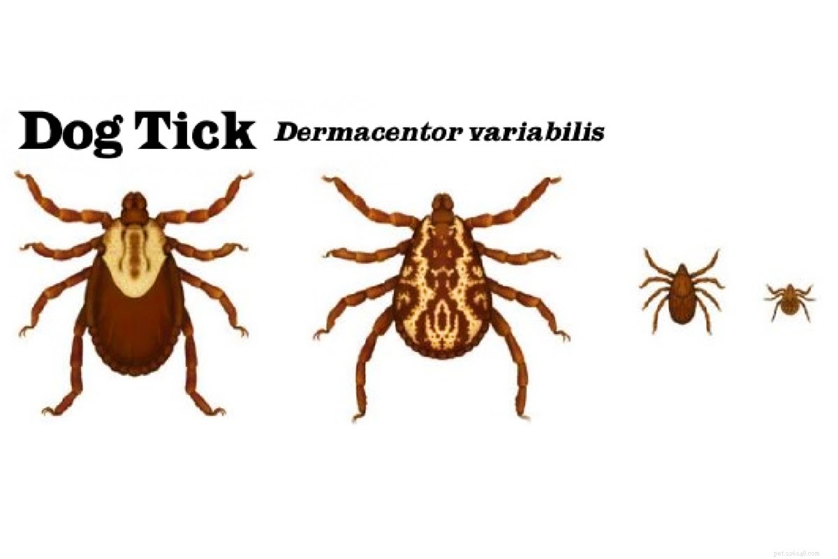 Safe & Easy Guide: Removing Ticks From Your Dog’s Ear