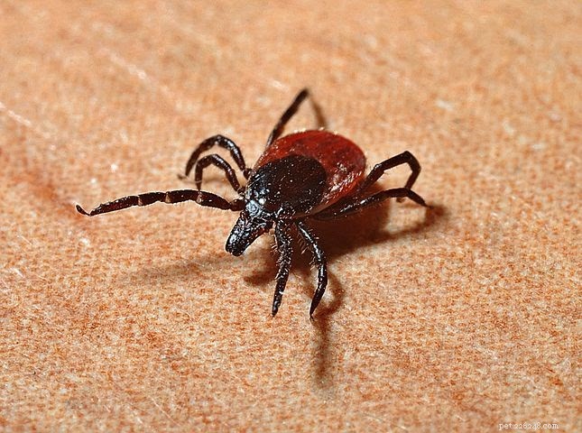 Safe & Easy Guide: Removing Ticks From Your Dog’s Ear