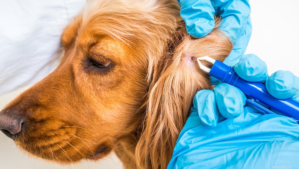 Safe & Easy Guide: Removing Ticks From Your Dog’s Ear