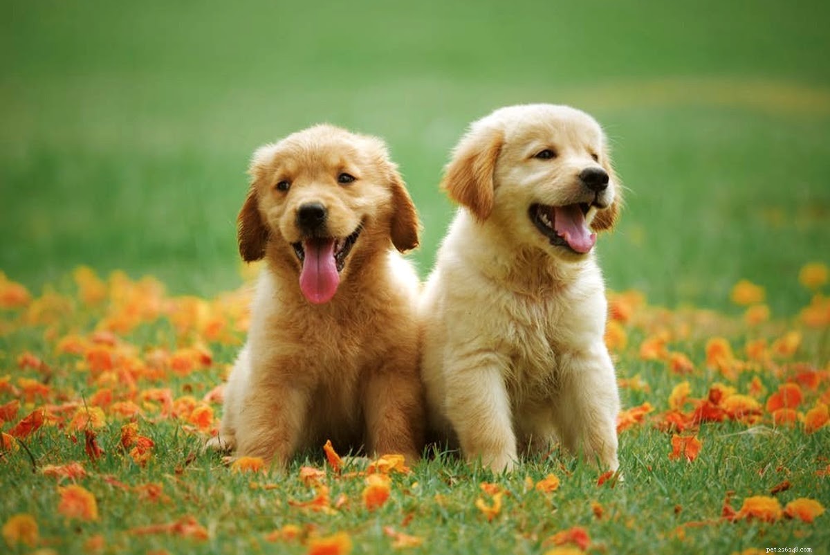 Safe & Easy Guide: Removing Ticks From Your Dog’s Ear