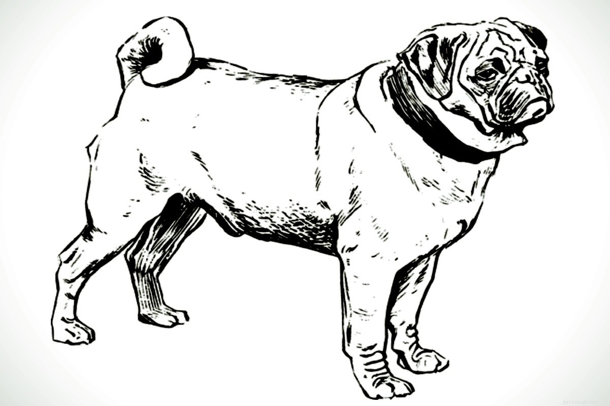 Prevent Pug Wrinkle Odor and Infection: Expert Care Tips