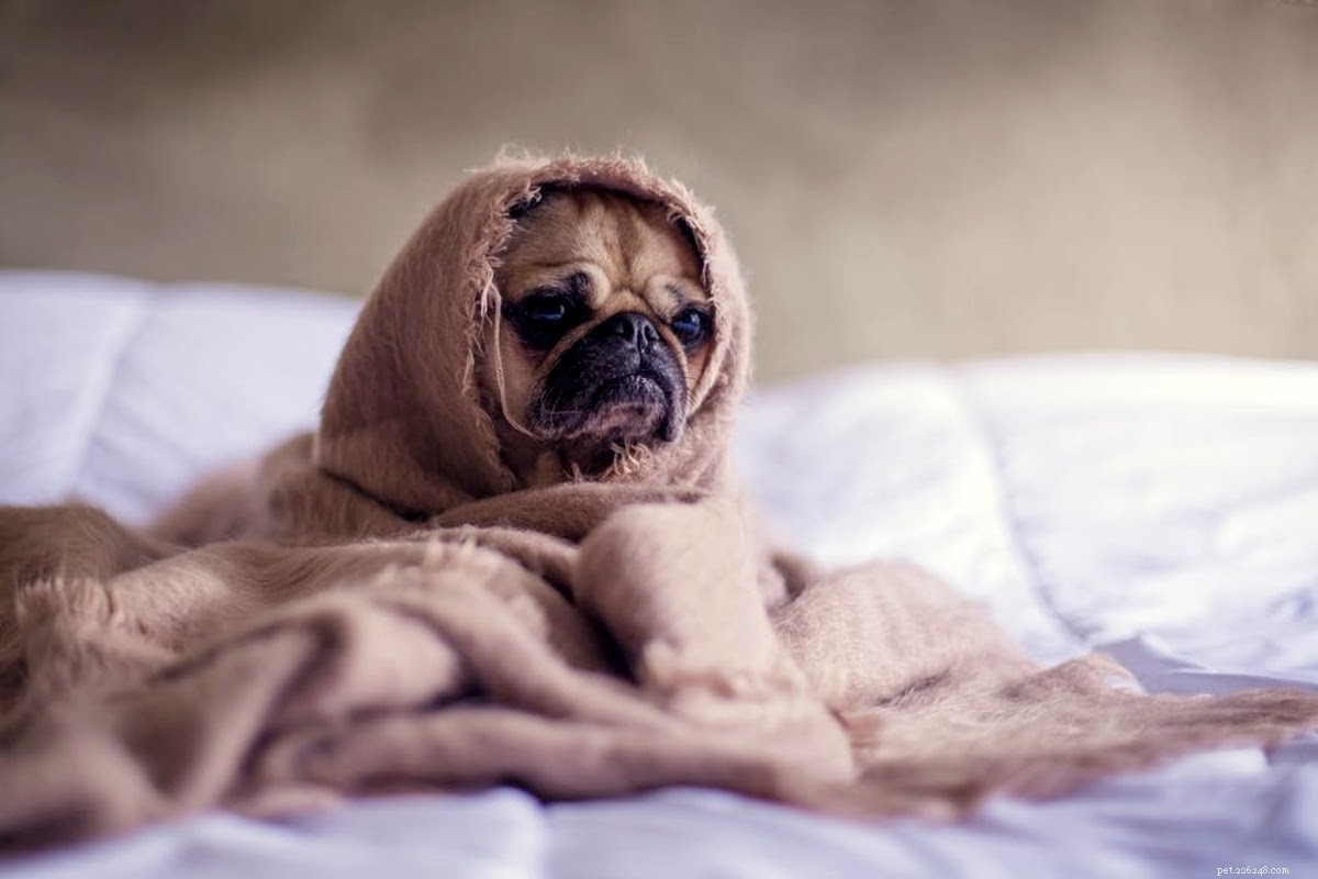 Prevent Pug Wrinkle Odor and Infection: Expert Care Tips