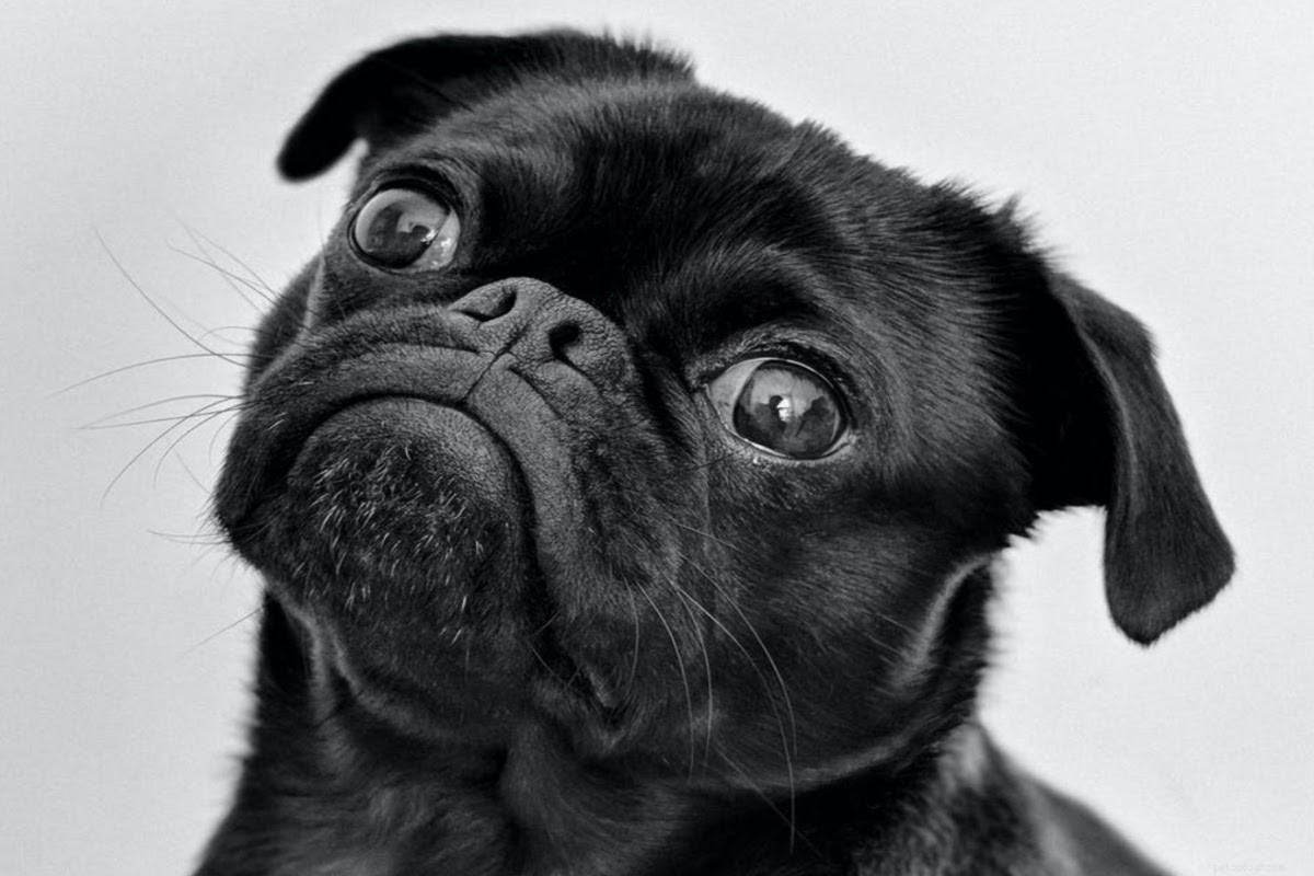 Prevent Pug Wrinkle Odor and Infection: Expert Care Tips