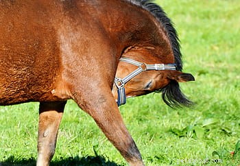 Ringworm Demystified: Symptoms, Causes, and Prevention Tips
