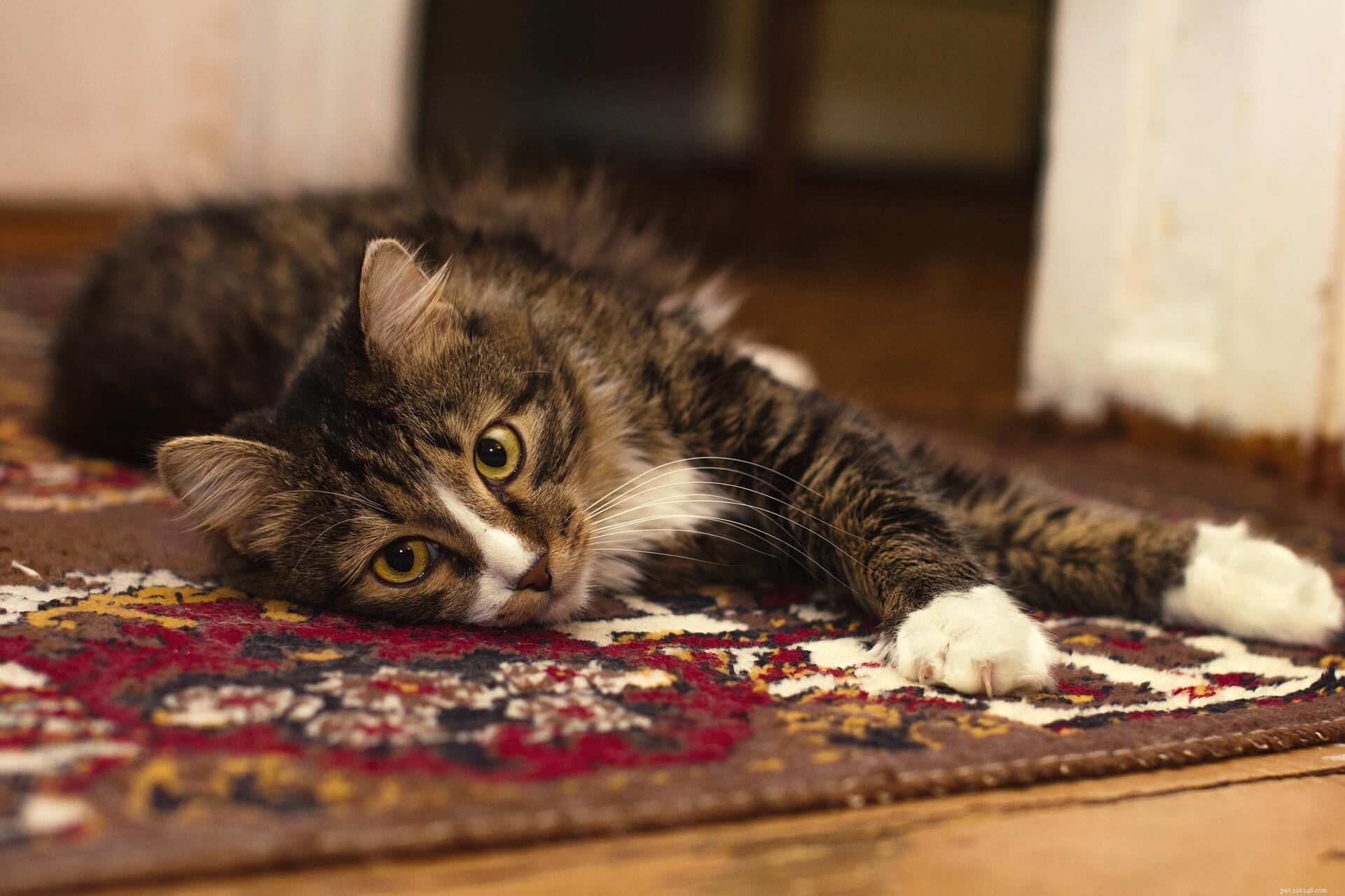 Ringworm Demystified: Symptoms, Causes, and Prevention Tips