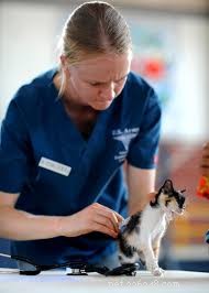 Three Essential Steps for Prompt and Safe Cat Wound Care