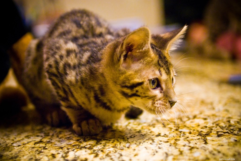 Three Essential Steps for Prompt and Safe Cat Wound Care