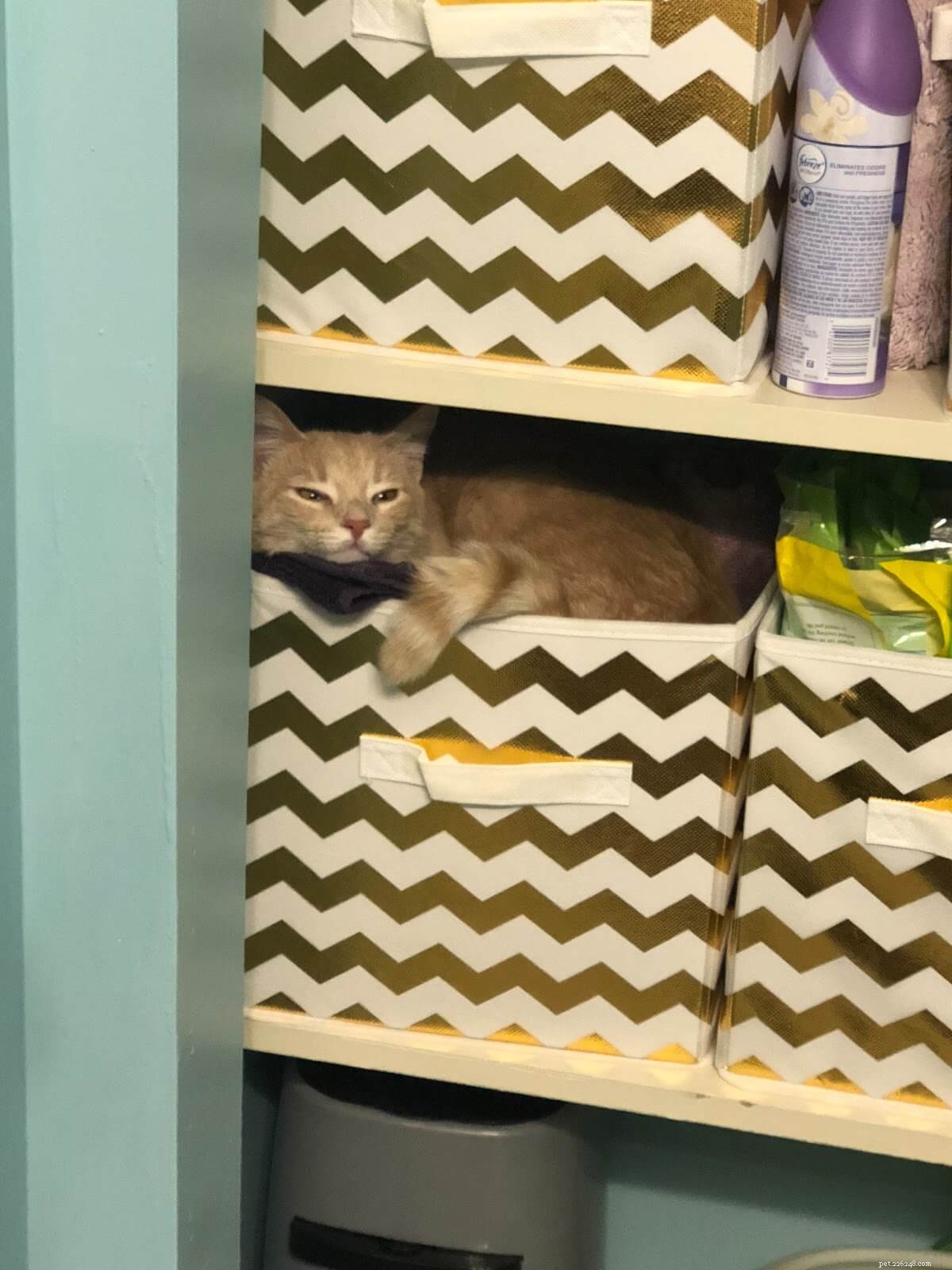 Three Essential Steps for Prompt and Safe Cat Wound Care