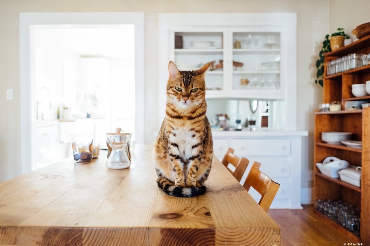 10 Engaging Activities to Strengthen Your Bond with Your Cat